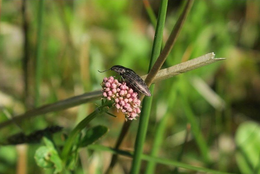 175_DVL_Schnellkaefer
