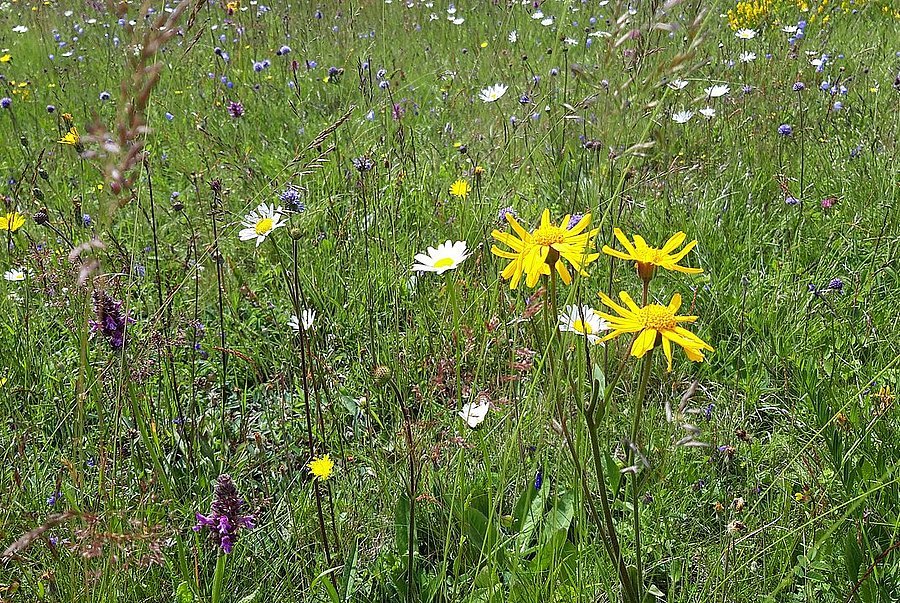 Blütenreiches Grünland ©LPV Lahn-Dill Blütenreiches Grünland. © LPV Lahn-Dill