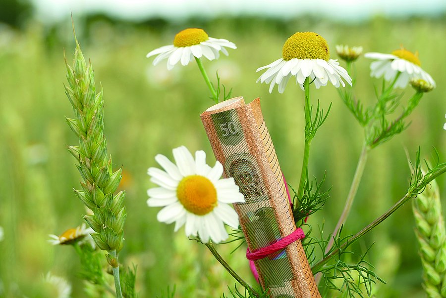 Ein eingerollter 50-Euro Schein ist an einer Blume befestigt